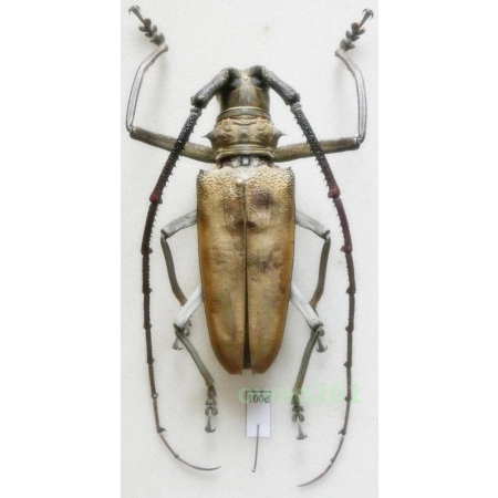 Batocera numitor javanica Thomson, 1859 63mm Indonesia, Java Is100d